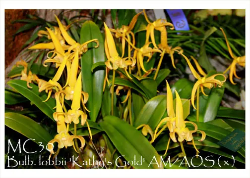 Bulbophyllum lobbii 'Kathy's Gold' (Bulbophyllum)