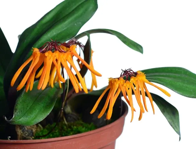 Bulbophyllum thaiorum form yellow
