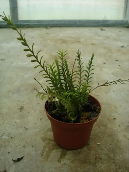 Podochilus cultratus