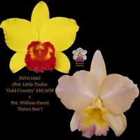 Cattleya Orchid Hybrid SVO11665 (Pot. Little Toshie 'Gold Country' AM/AOS x Pot. William Farrel 'Native Son')