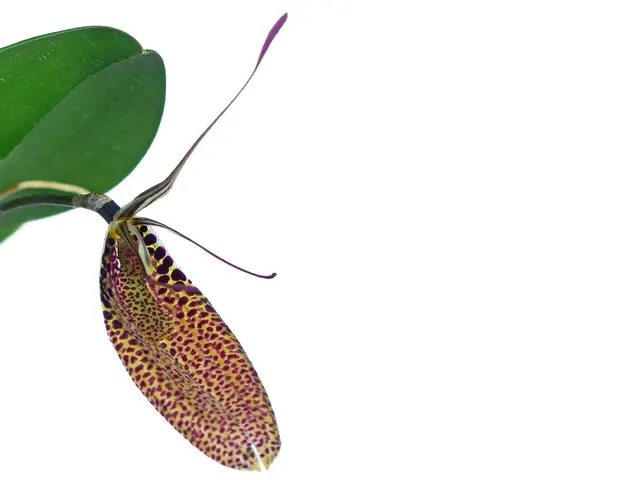 Restrepia sanguinea 'Ecuagenera' (Restrepia)