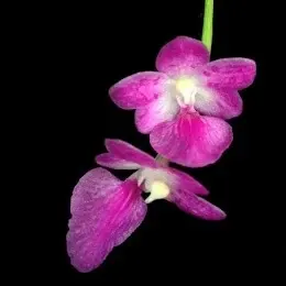 Aerides Suchat Charming Rose (Aerides)