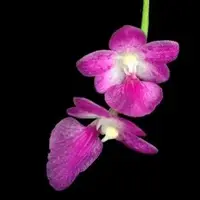Aerides Suchat Charming Rose