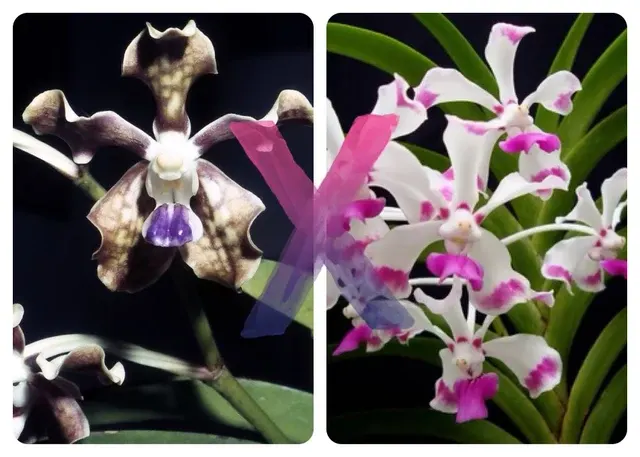 Vanda tessellata x luzonica (Vanda)
