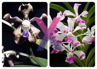 Vanda tessellata x luzonica