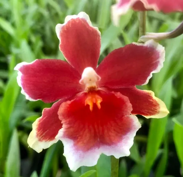 Oncidopsis Crimson Pride