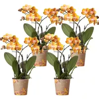COMBI DEAL – 4 Las Vegas orchideeën – Ø12cm