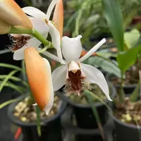 Coelogyne barbata