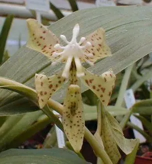 Cycnoches peruviana