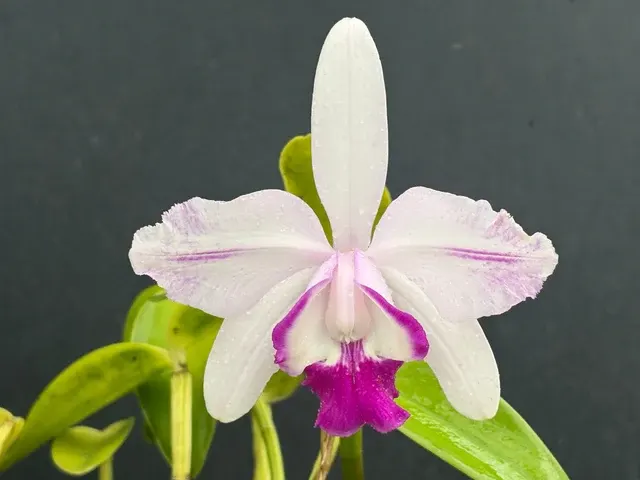 Cattleya intermedia flamea orlata (Cattleya)