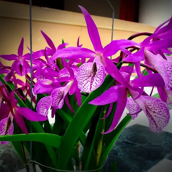 Brassocattleya Yuan Dung Red Star