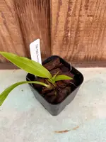 Neomoorea wallisii