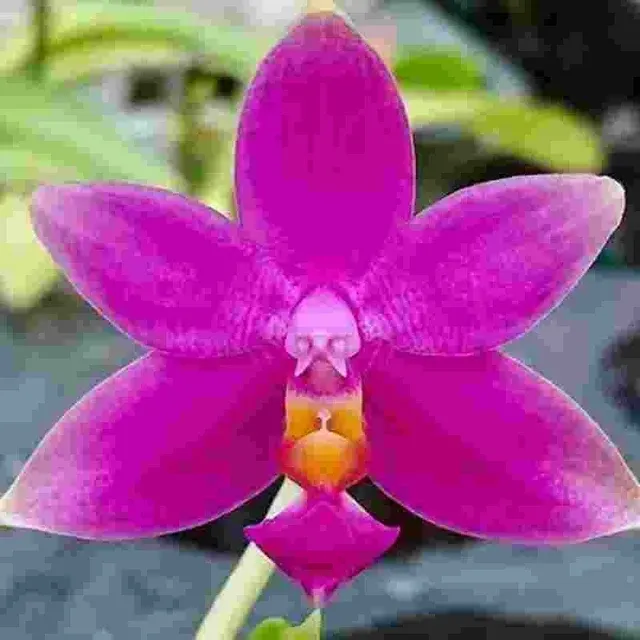 Phalaenopsis violacea var sumatrana 'Montclair' (Phalaenopsis)