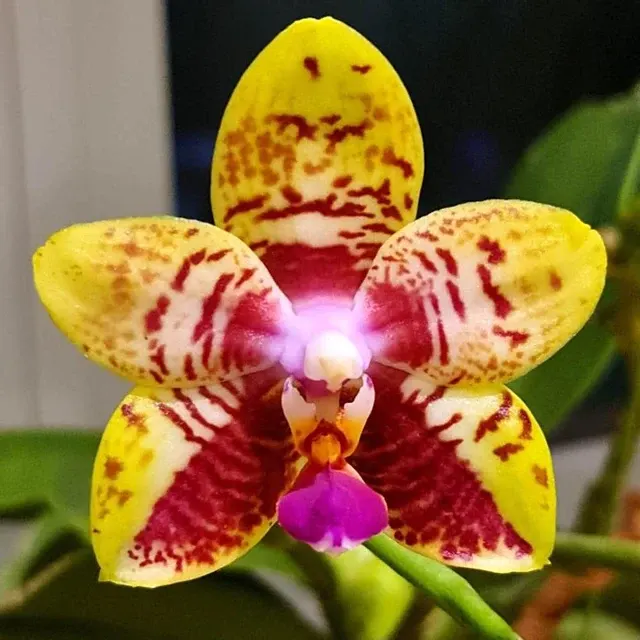 Phalaenopsis Orchid World - Parfumata