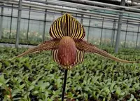Paphiopedilum rothschildianum x sib (‘New Gigantic’ x ‘X Hot’ SMM/JOGA )