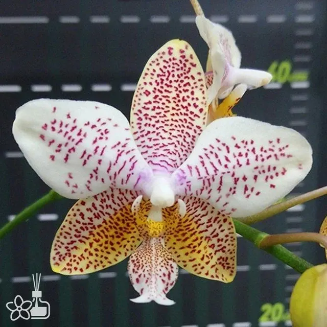 Phalaenopsis Tetra Star '642'