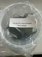 FLASK Rhynchostele ehrenbergii