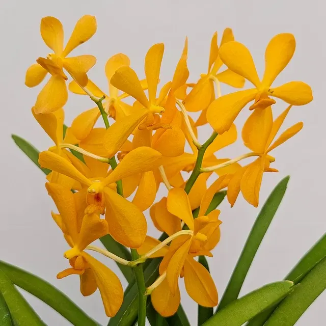 Mokara Banquitain Gold (Mokara)