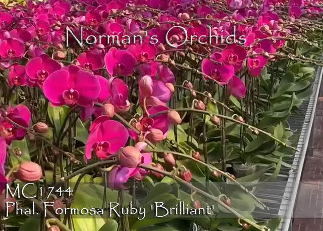 Phalaenopsis Formosa Ruby 'Brilliant , Note: Jumbo Plant ,' (Phalaenopsis)