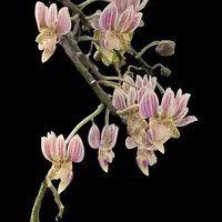 Phalaenopsis finleyi