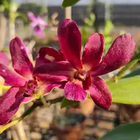 Dendrobium Orchid Sampran Brown Mature Bushy Plant - Ready To Flower