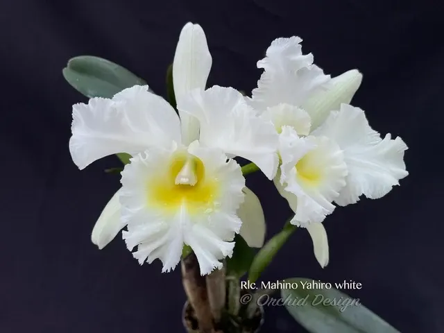 Rhyncholaeliocattleya Mahina Yahiro