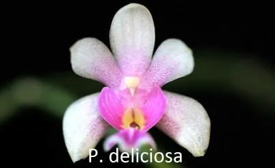 Phalaenopsis deliciosa '4N Deep Red' (Phalaenopsis)