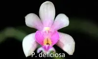 Phal. deliciosa '4N Deep Red' (T1126M) (Kingidium - - deliciosa(decumbens) )