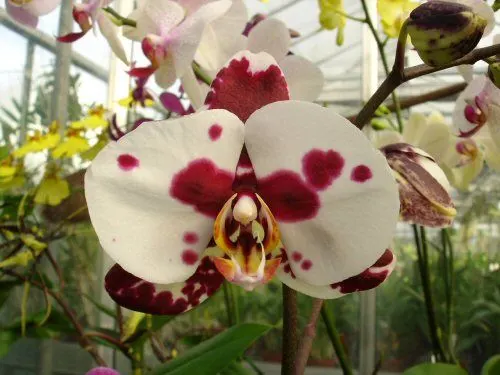 Phalaenopsis ELEGANT POLKA DOTS