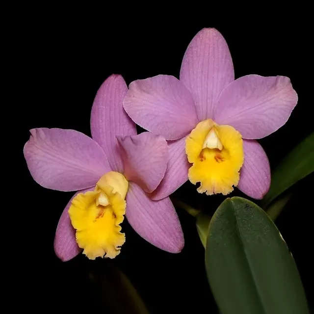 Cattleya Crystelle Smith 'Nathan's Reward'