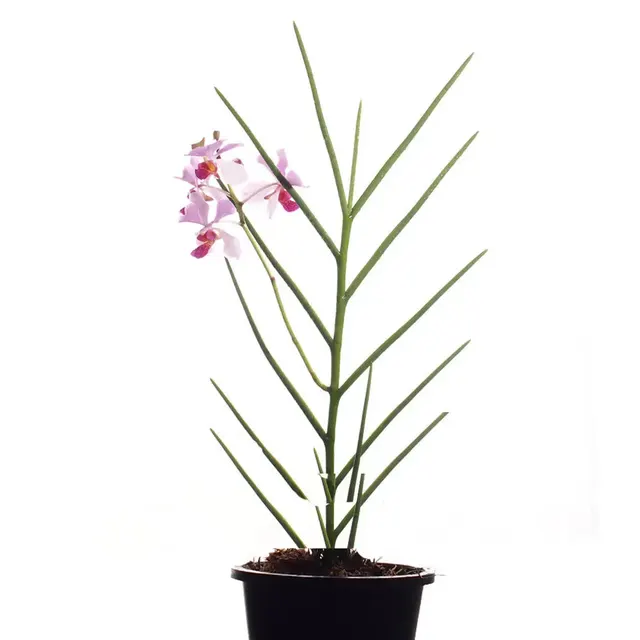 Papilionanda john clubb (Papilionanda)
