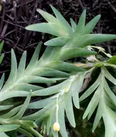Lockhartia parthenocomos