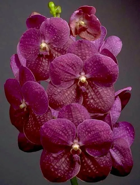 Vanda Varut Fuchsia X