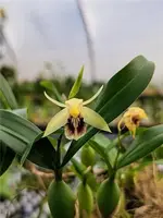 Coelogyne fimbriata 'Mini'