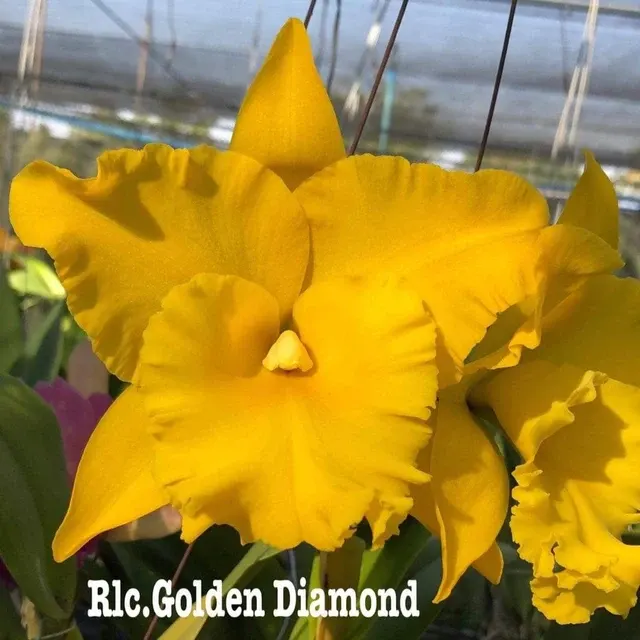 Rhyncholaeliocattleya Golden Diamond (Rhyncholaeliocattleya)