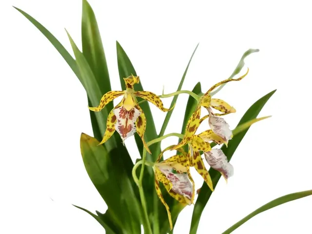 Oncidium hennisii 'Slim'