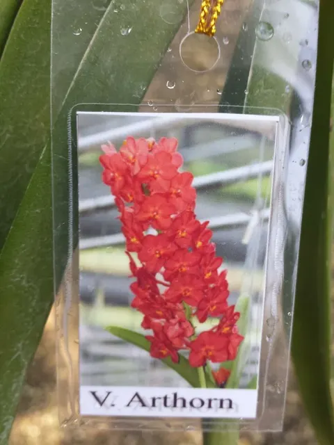 Vanda Yip Sum Wah x miniatum