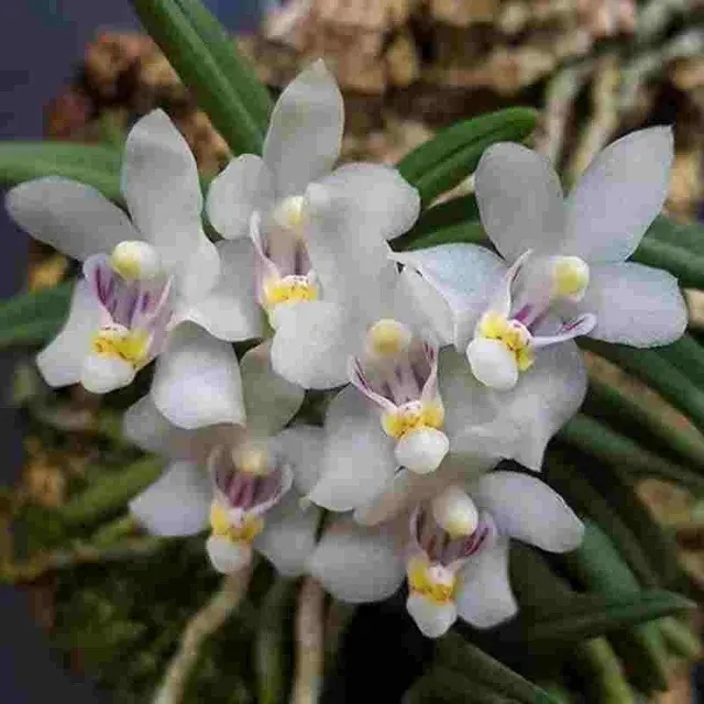 Pteroceras semiteretifolium sp