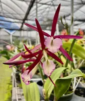 Bc. Hamlyn’s Magic ‘Kapoho Fire’