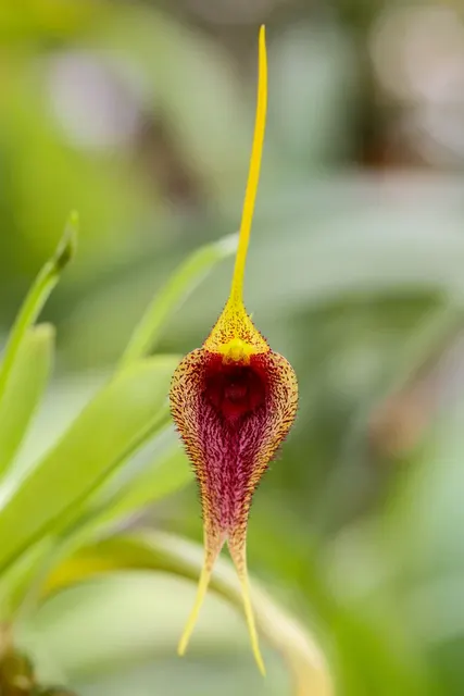 Masdevallia bennettiana