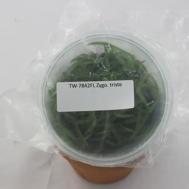 Zygopetalum triste (Zygopetalum)
