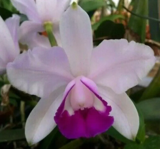 Cattleya intermedia orlata 'West County' x intermedia flamea coerulea 'Jimmy' (Cattleya)