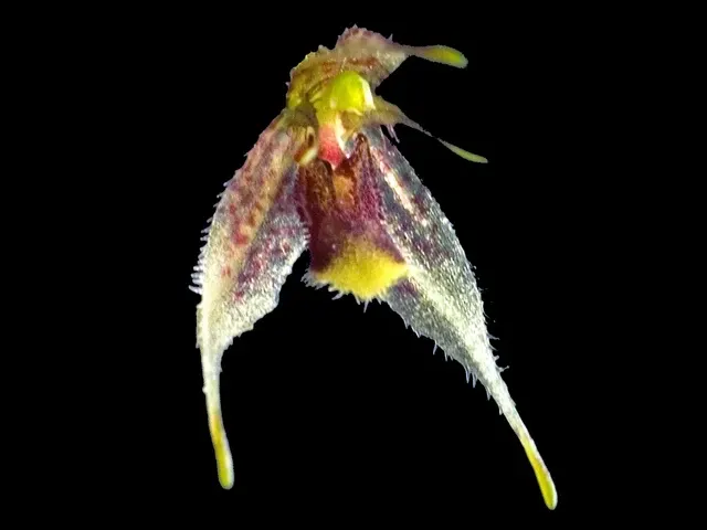Specklinia schudelii (Specklinia)