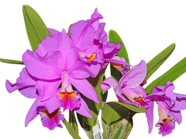 Cattlianthe Memoria Carlos Velasquez (Cattlianthe)