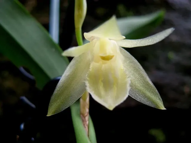 Coelogyne fimbriata 'Alba' (Coelogyne)