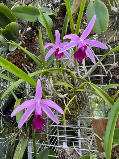 Laelia Starfall 'Orchid Dynasty' (Laelia)