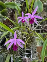 Laelia Starfall (lundii 'Orchid Dynasty'x dayana 'Opulent')