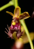 Phalaenopsis difformis