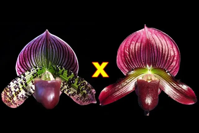 Paphiopedilum Hsinying Rubyweb x Hsinying Cyber Leopard