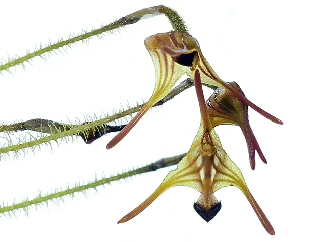 Porroglossum muscosum short cauds (Porroglossum)